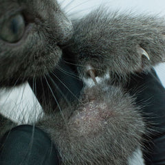 Kitten with ringworm on paw