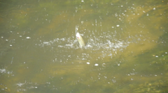 Coho - More Urban Tenkara – Tenkara in the Park