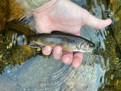 Trout - Strange Days…Tenkara in the White Mountains During Covid