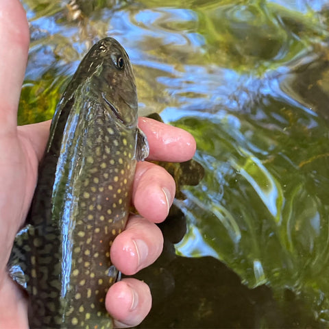 brook trout