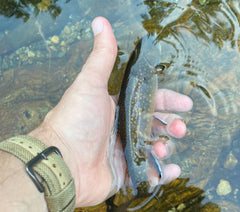 releasing brook trout