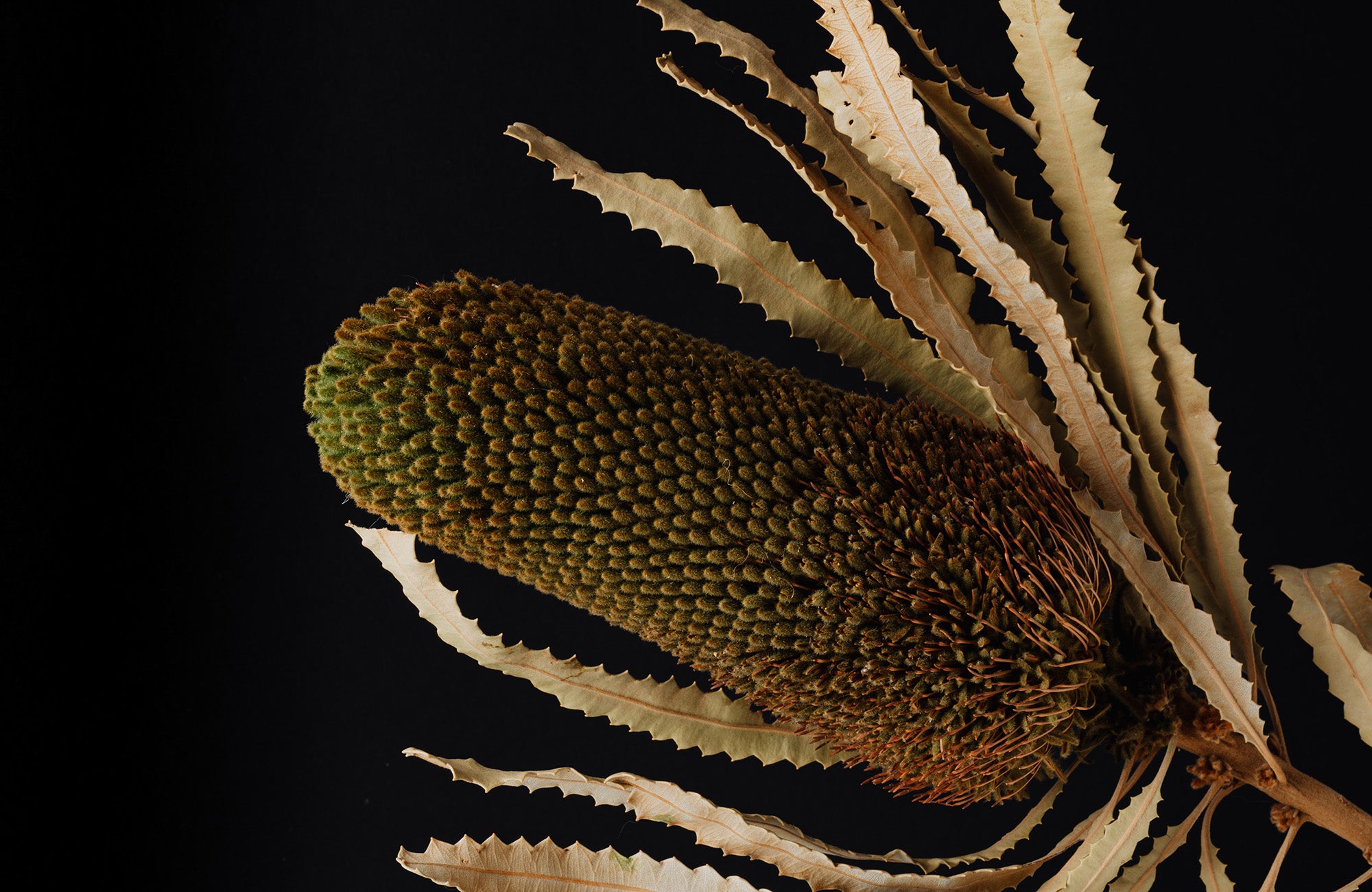 Banksia Flower with Black Background