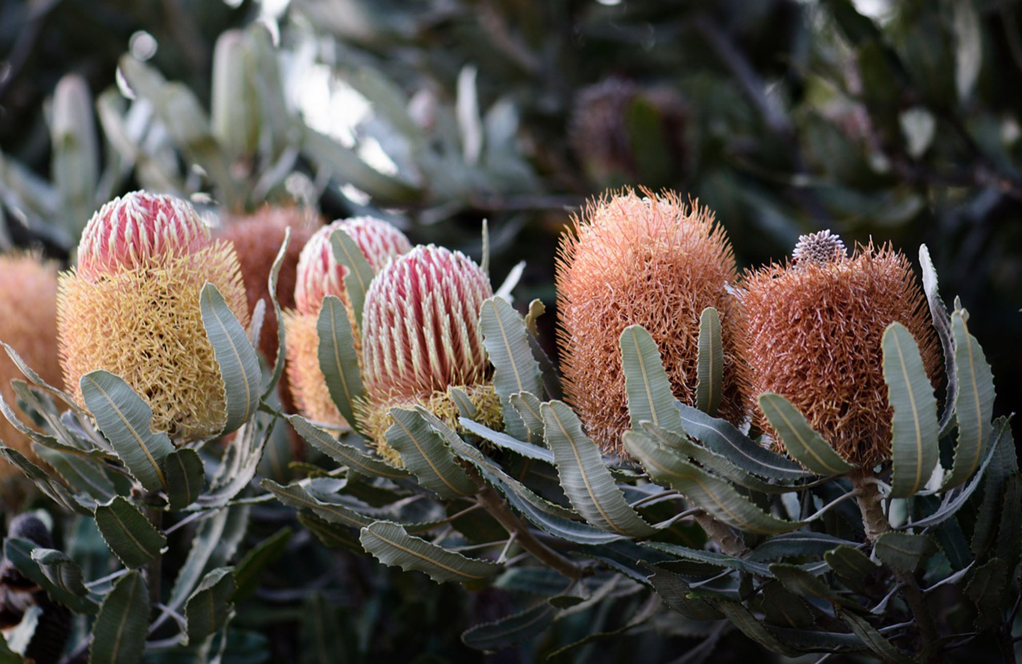 Grouping of golden Banksia Flowers
