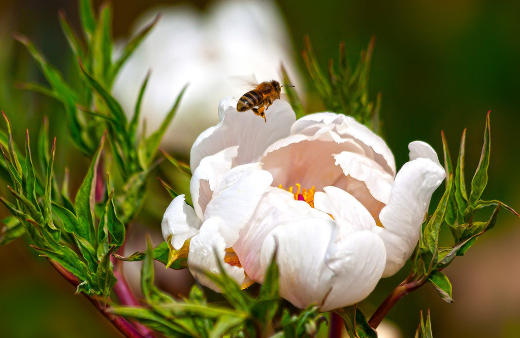 Bee landing on white peony rose in garden