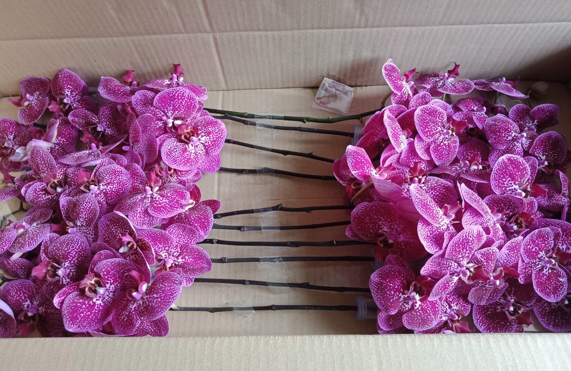 Box containing orchid flowers in pink