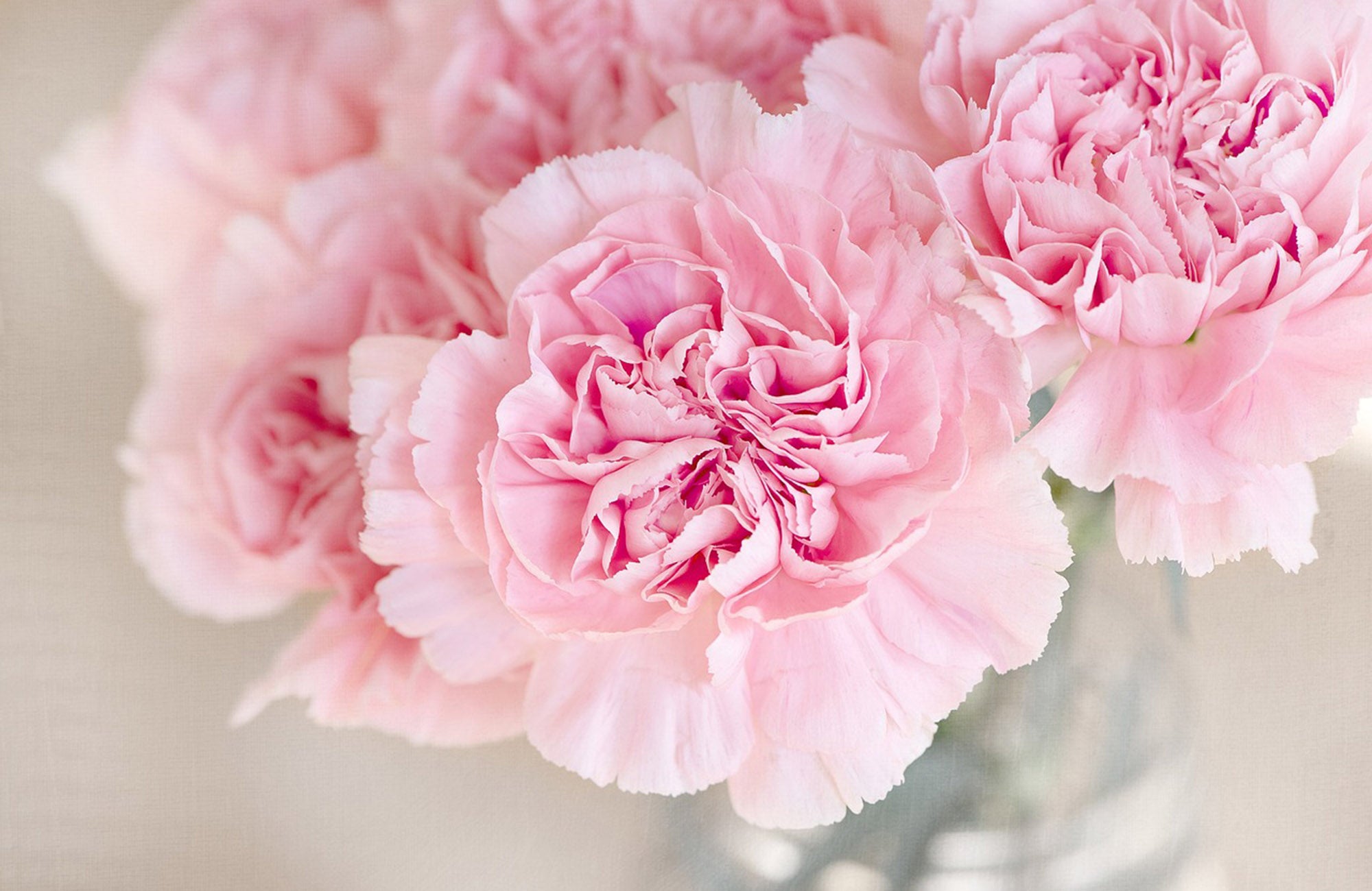 Pink Carnation Flowers