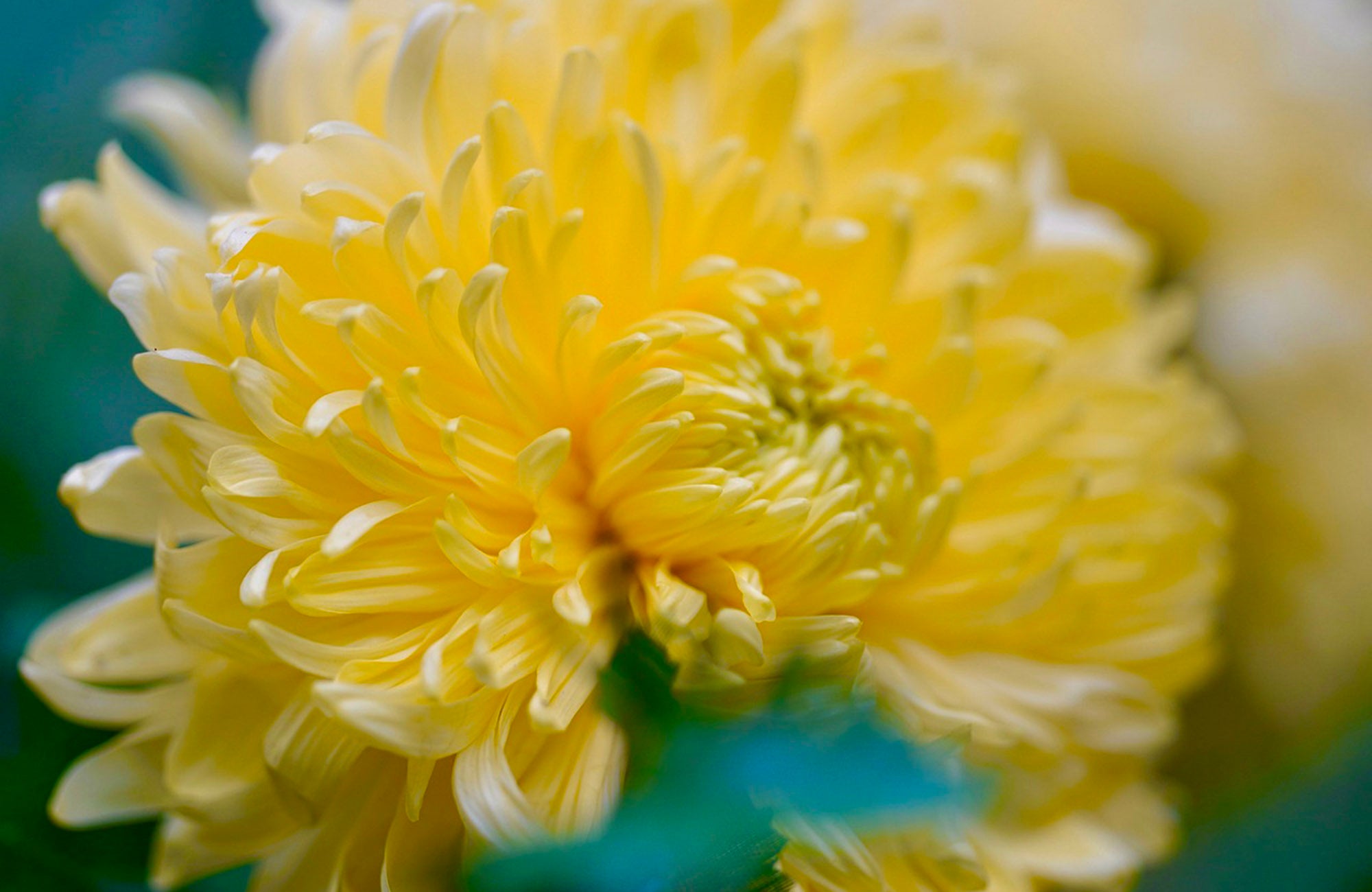 Yellow Chrysanthemum Flower Close Up