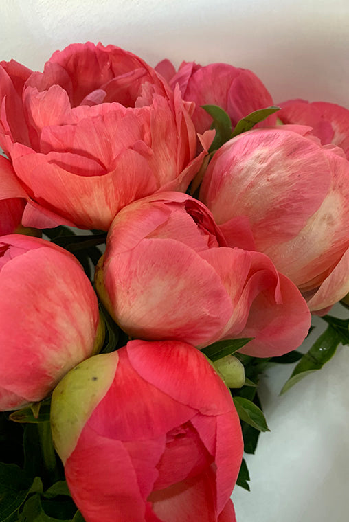 Coral Peony Flowers