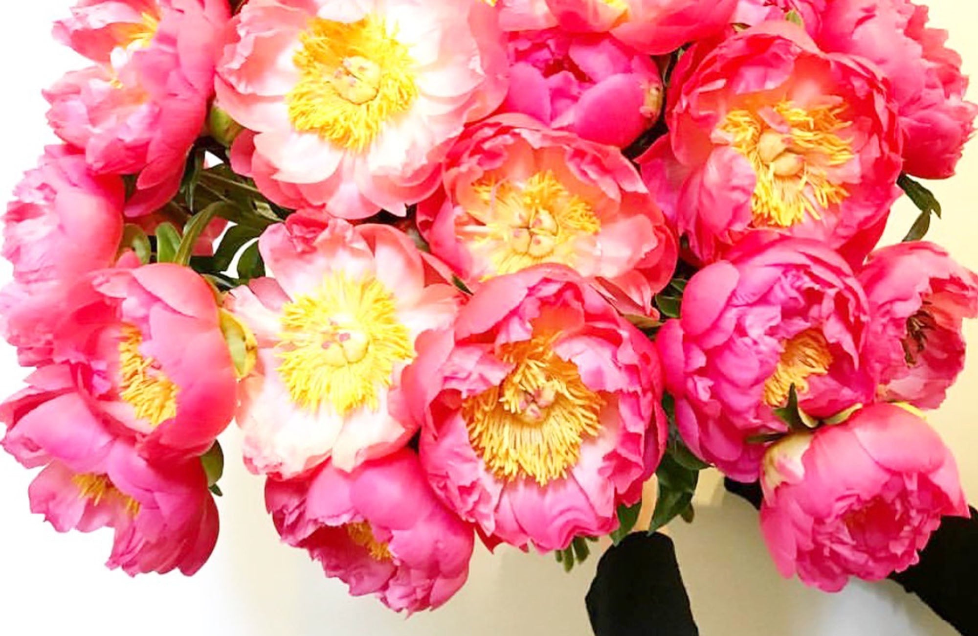 Coral Peony Flowers