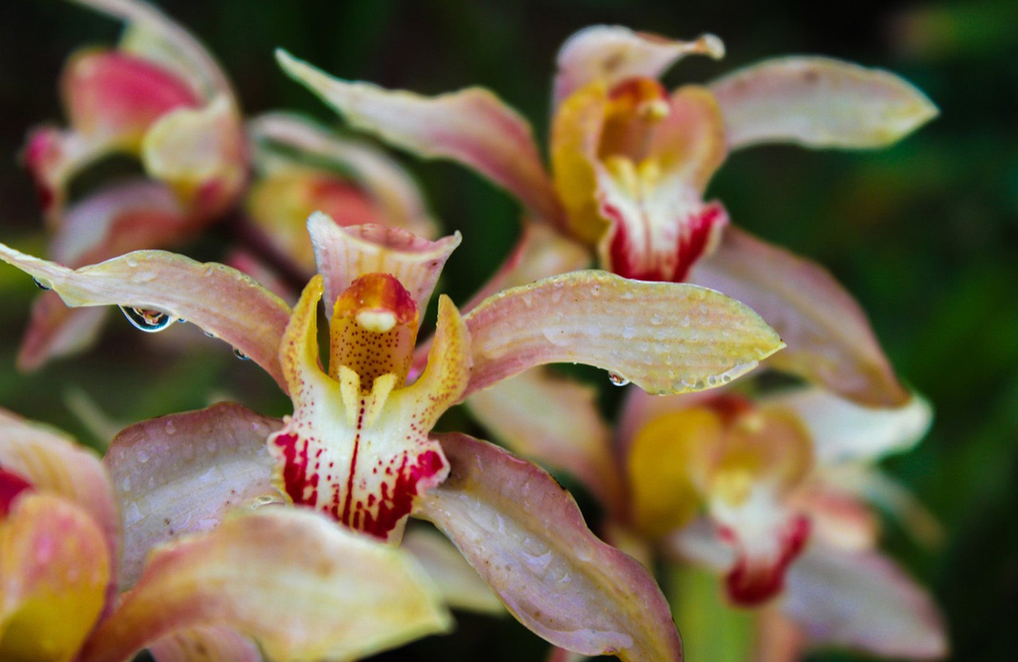 Close up of Cymbidium Orchid Flowers