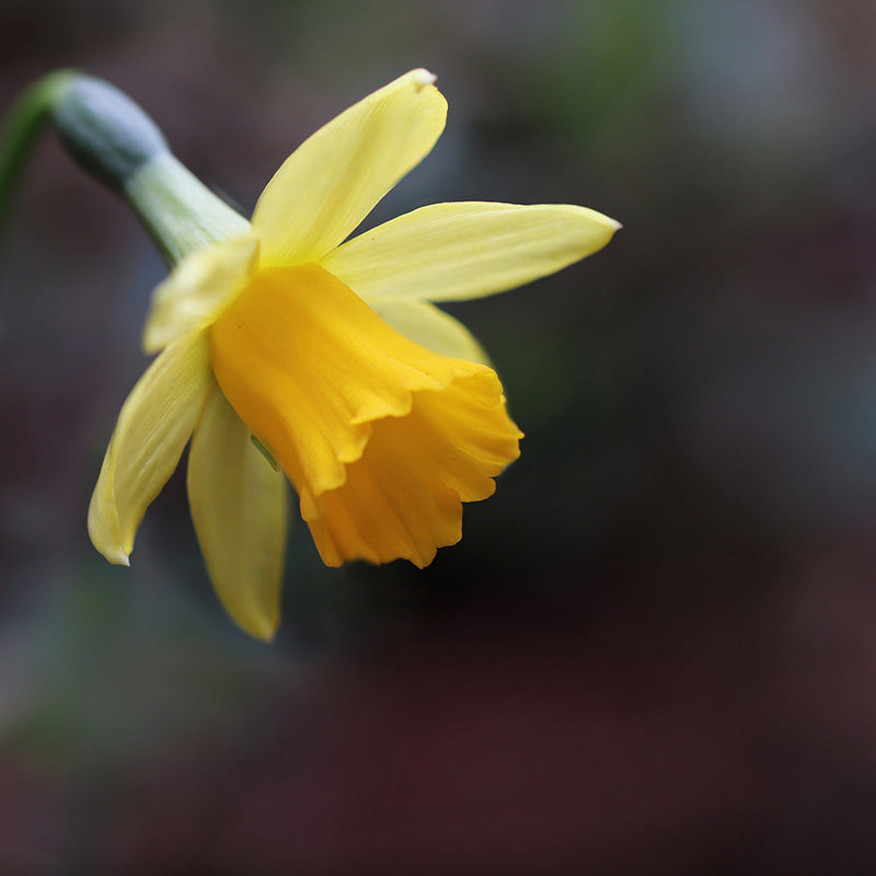 Yellow Daffodil flower as a single stem