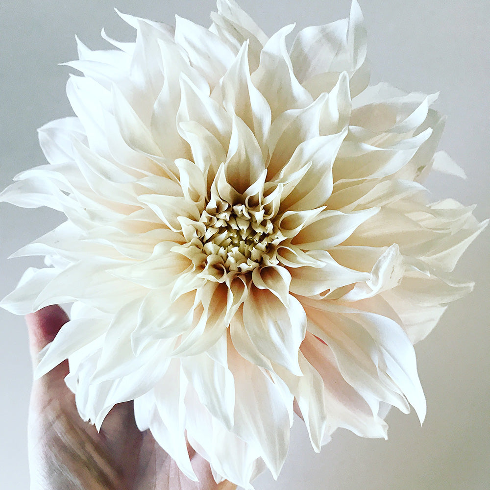 Close up of a single white Dahlia flower