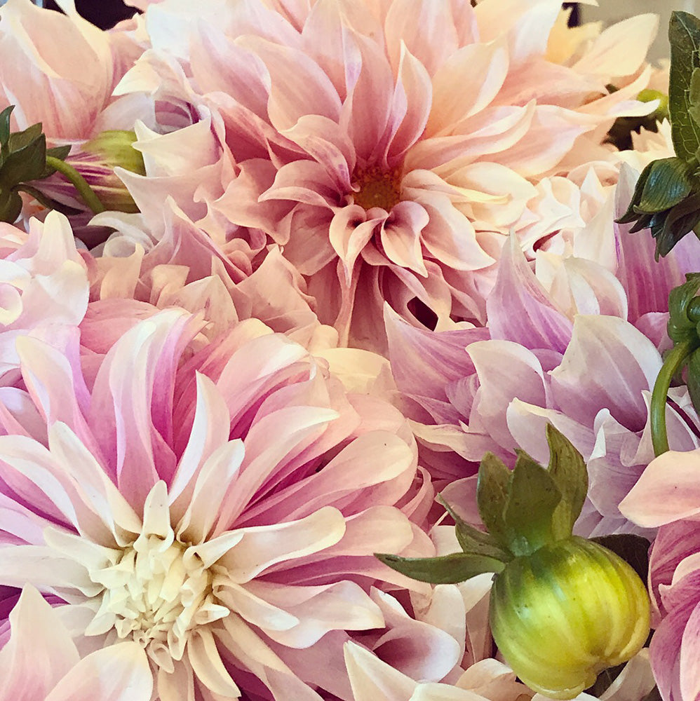 Bunches of pink Dahlia Flowers close up