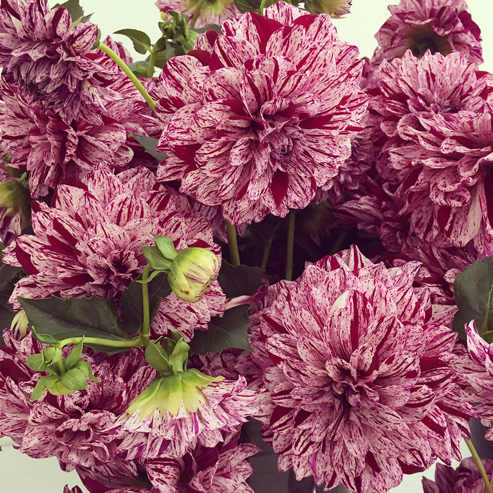 Bunches of Purple Dahlia Flowers close up