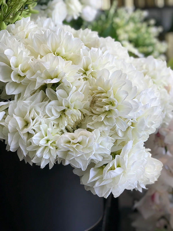 Bucket of white Dahlias in a Melbourne Florist