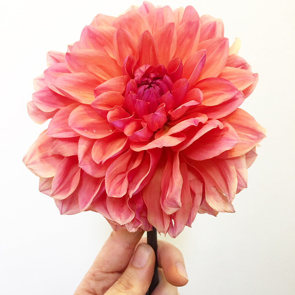 Close up of hand holding single pink Dahlia flower