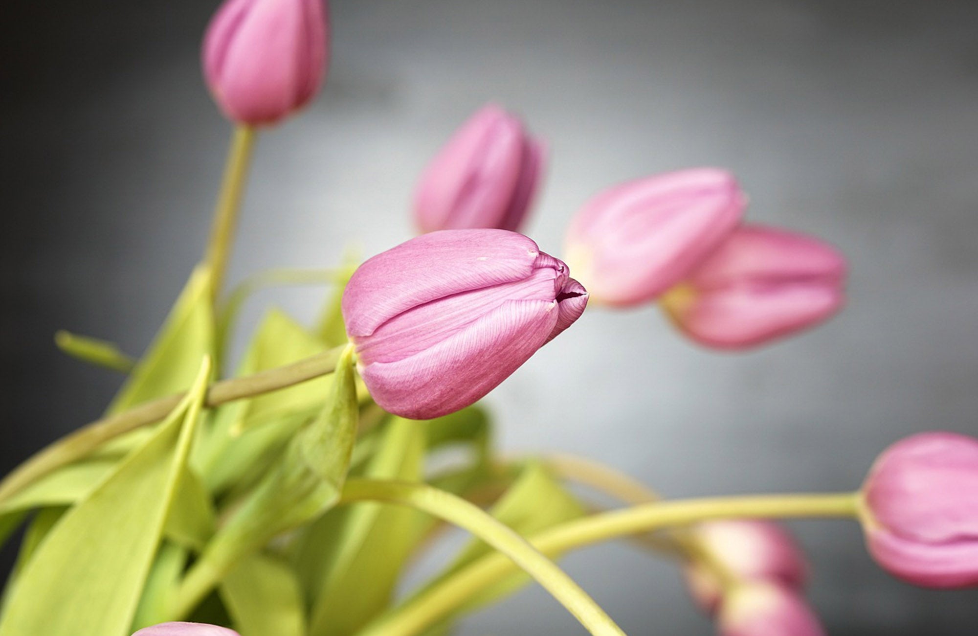 Drooping Pink Tulips