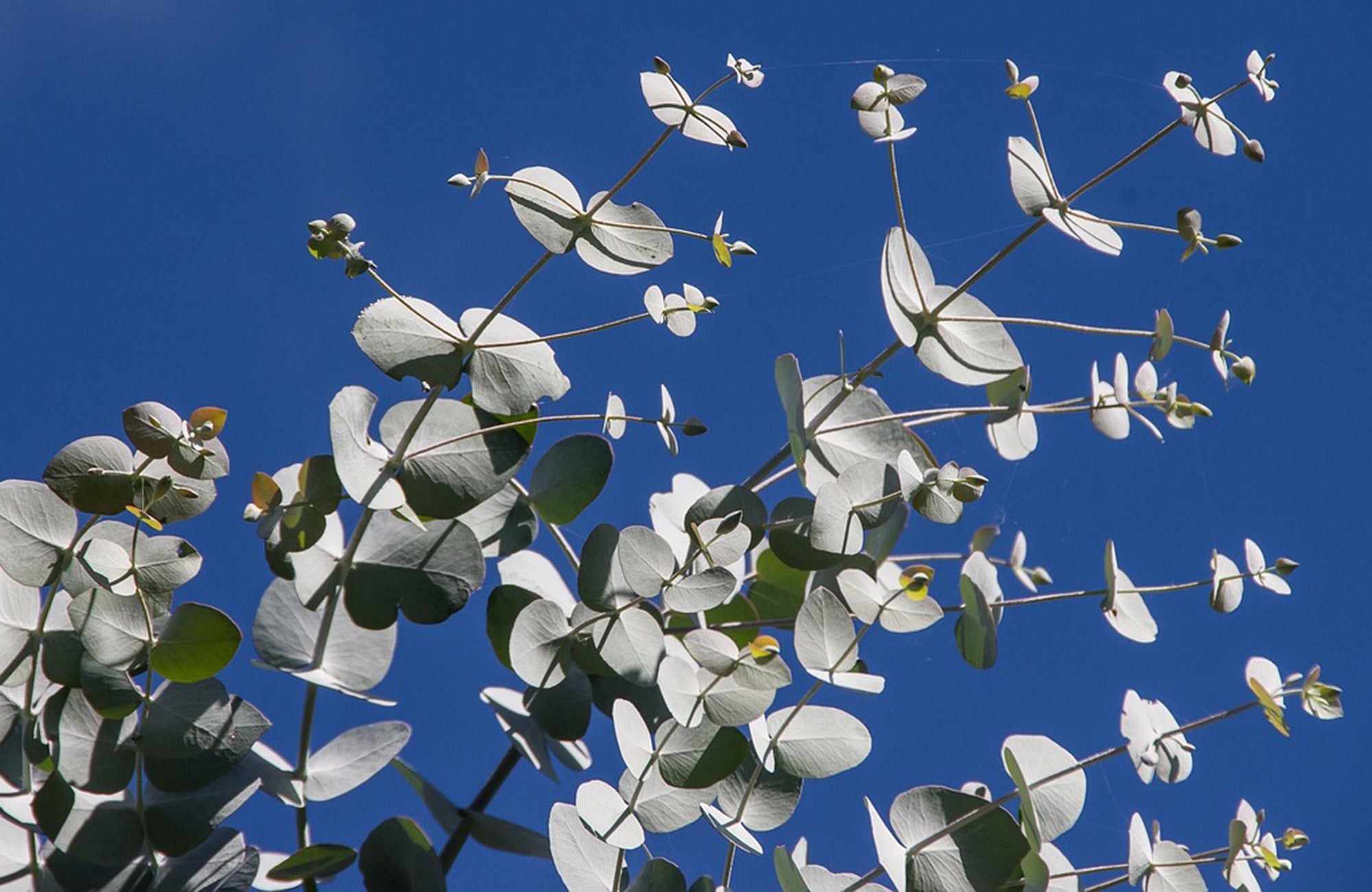 Eucalyptus leaves with sky in background