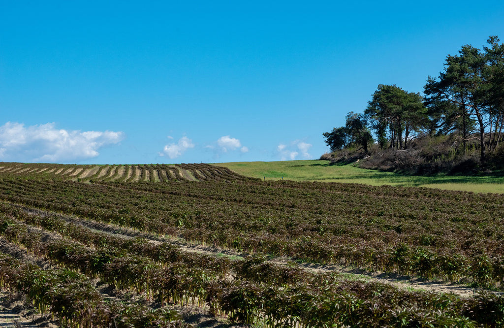 Field of peonies being grown at a flower farm