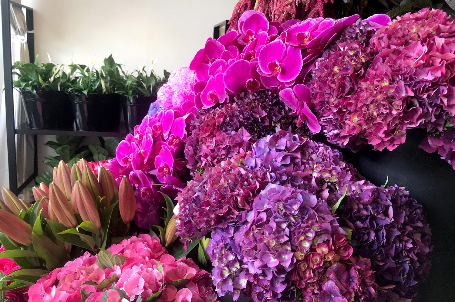 Melbourne florist with hydrangea being displayed on shop stands