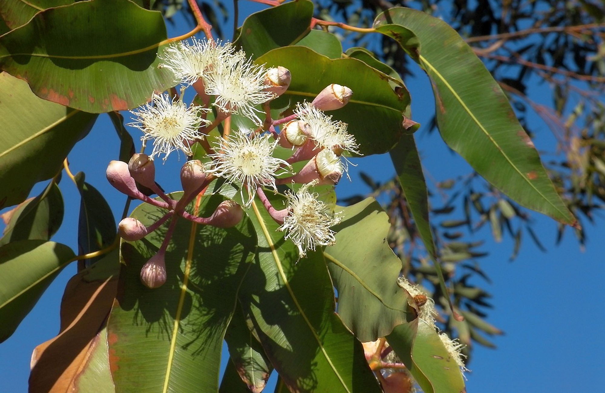 White flowering gum on tree