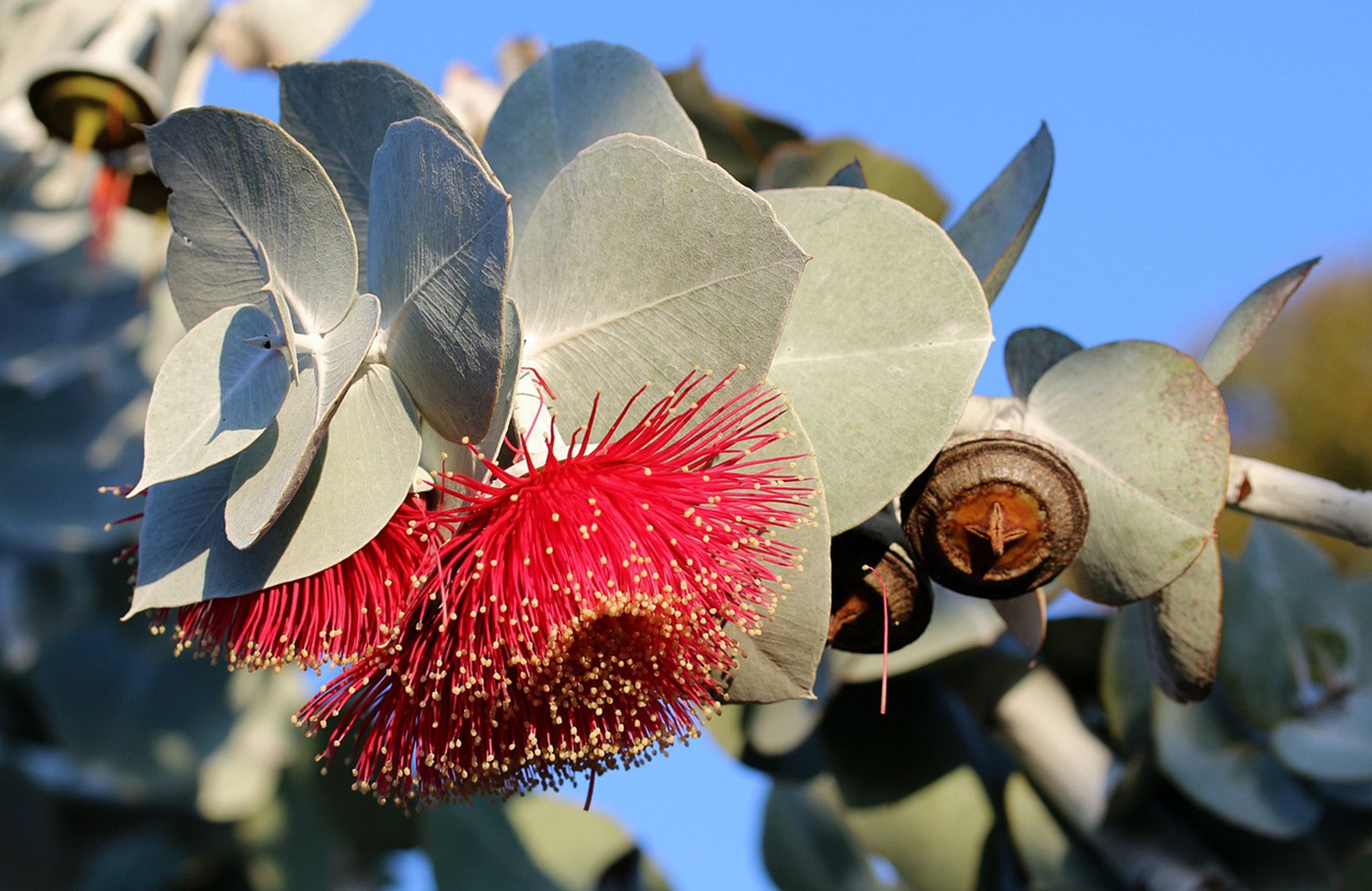 Flowering Gum