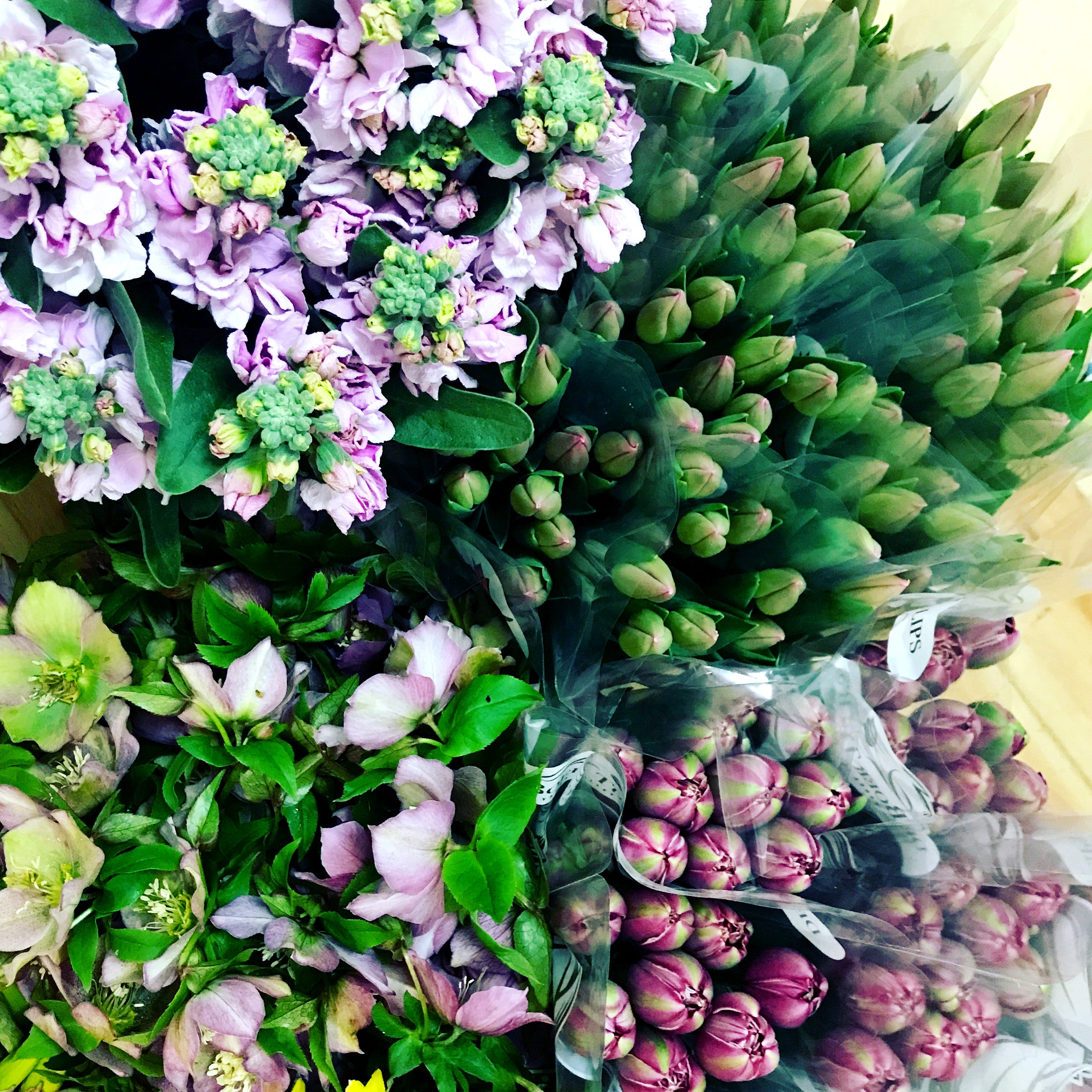 Purple winter flowers in Melbourne Florist