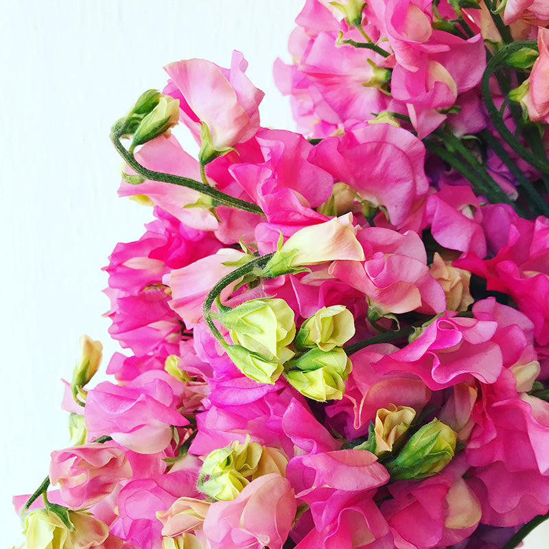 Pink winter flowers on display in Melbourne Florist