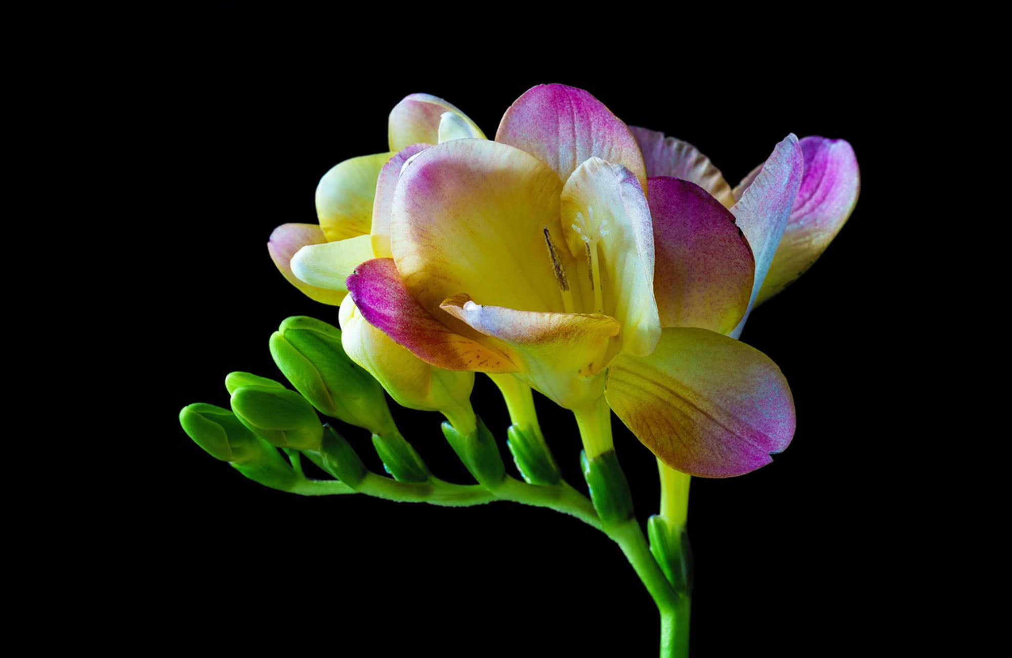 Close up of freesia flower with black background