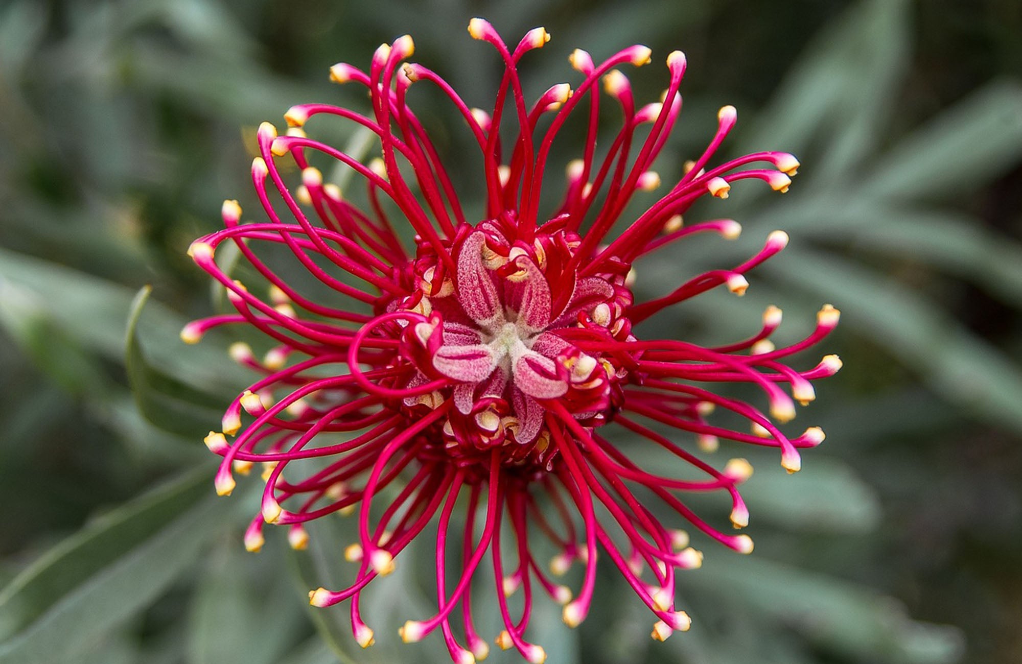 Single Red Grevillea Flower