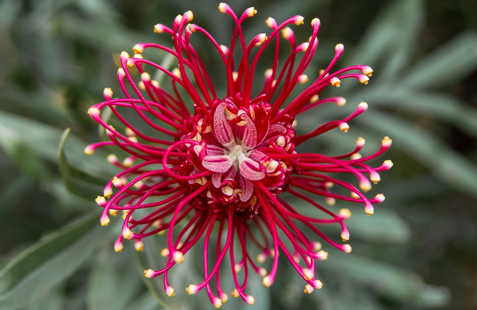 Grevillea Flower Close Up
