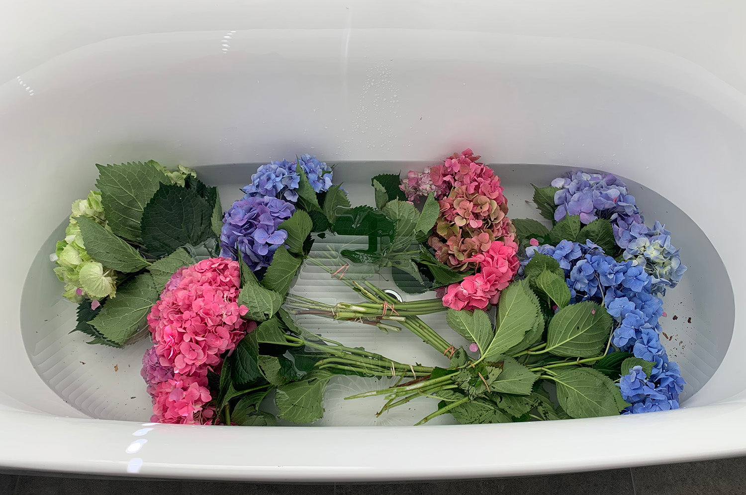 Hydrangea flowers being soaked in a bath at home