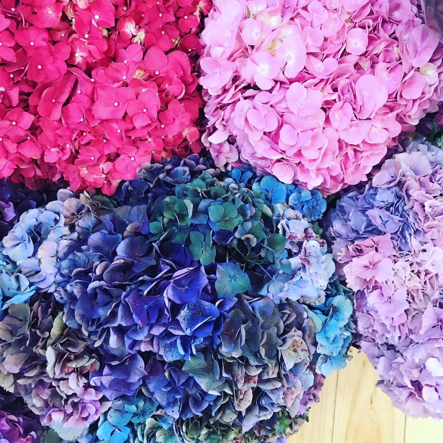 Pink, purple and blue hydrangea flowers in a Melbourne florist shop