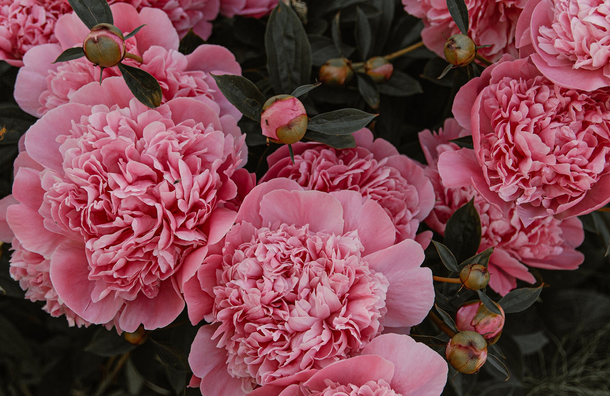 Itoh Peony Flower in Pink Colour