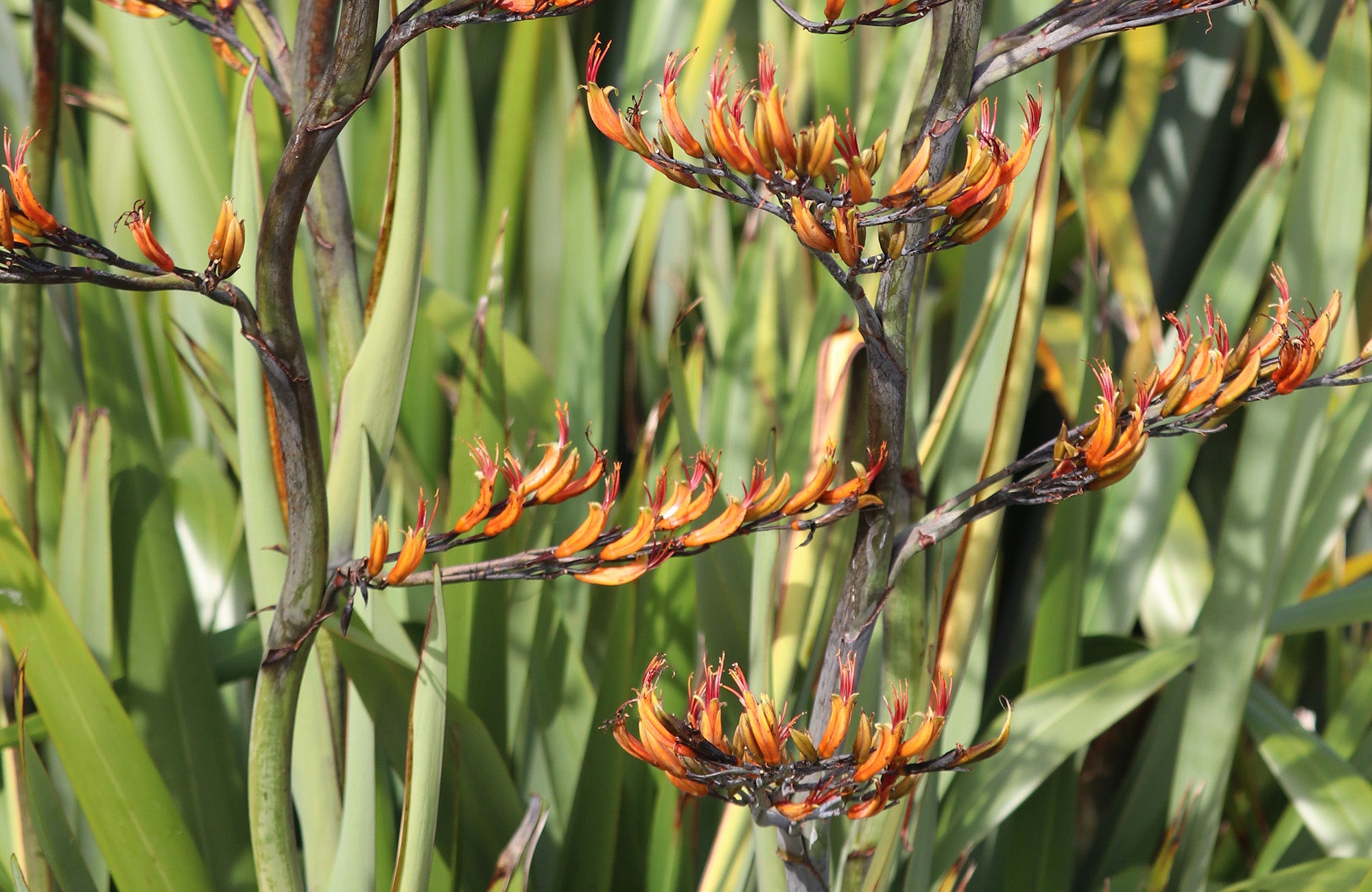 Kangaroo Paw Flowers