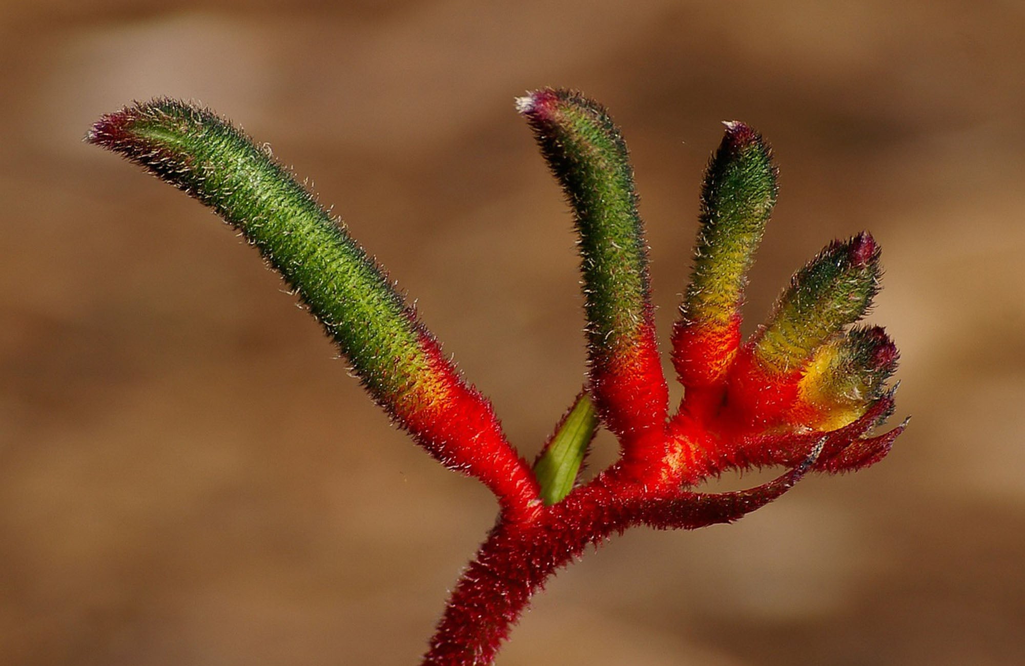 Single stem of Kangaroo Paw