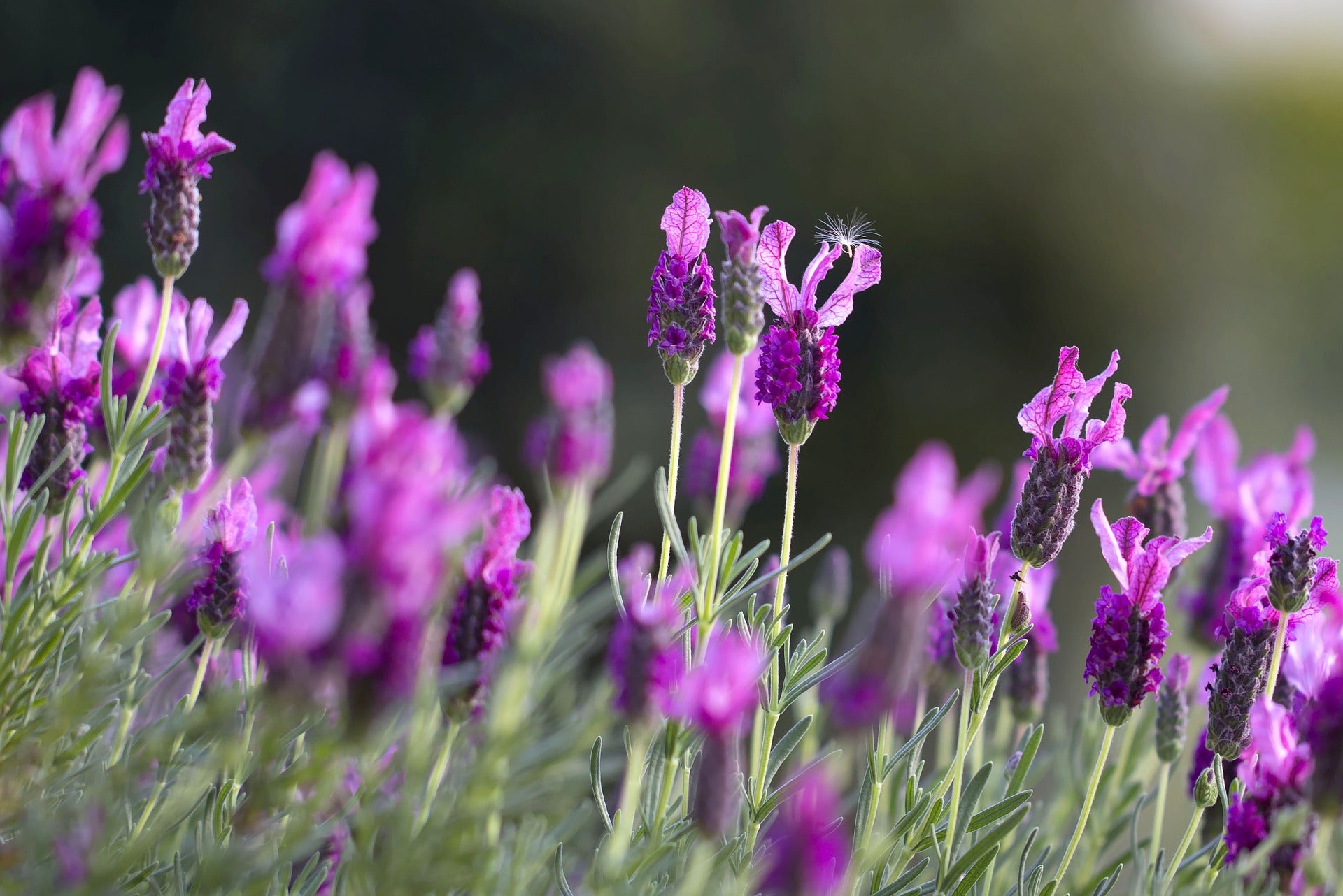 Edible lavender in a field