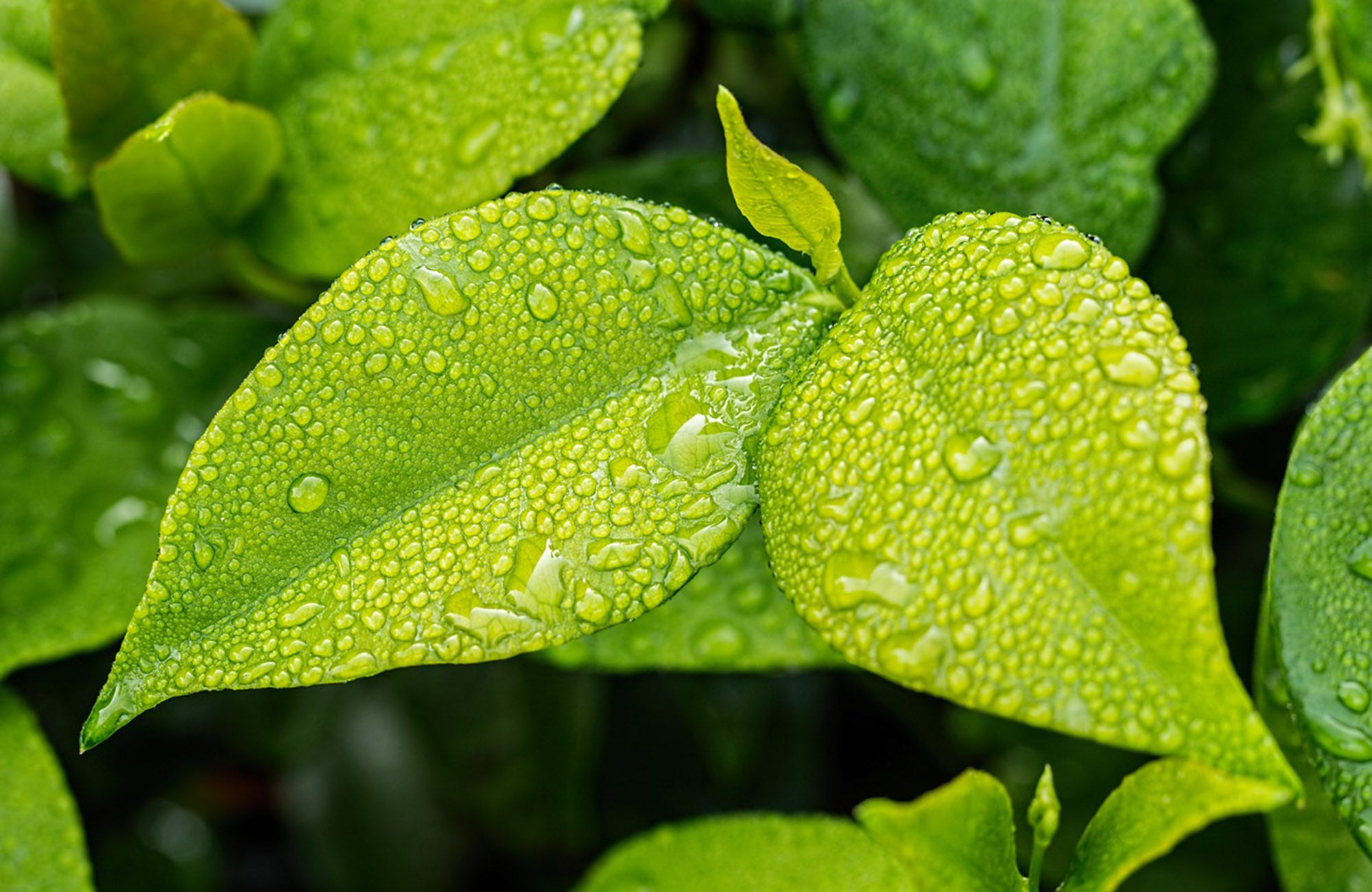 Close up of green leaf