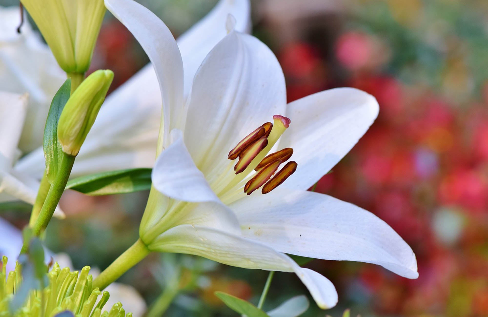 Single white lily flower