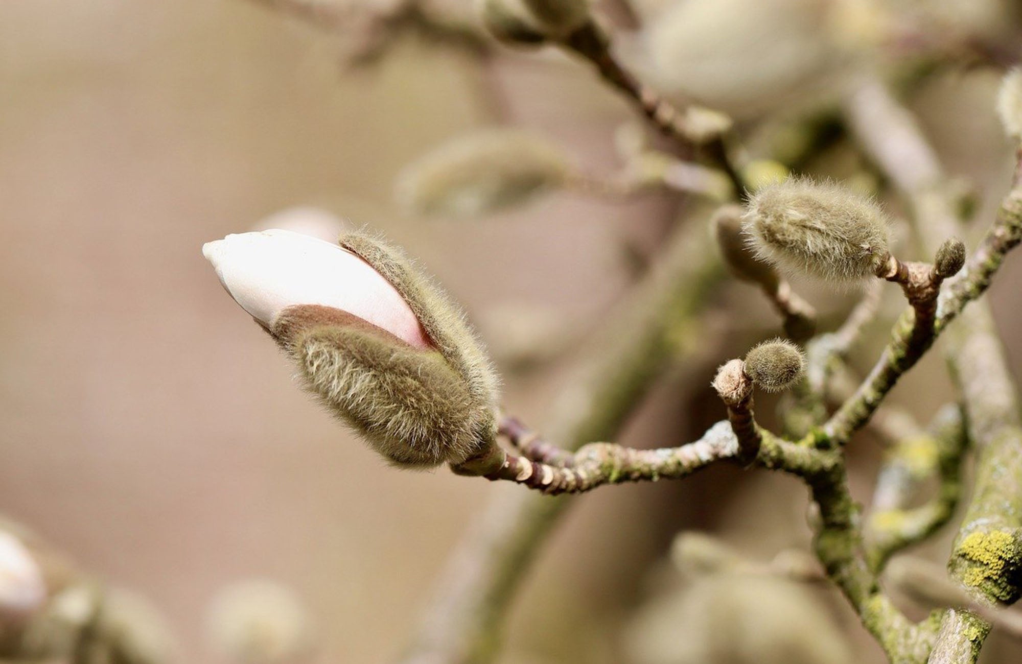 Close up of Magnolia bloom and foliage