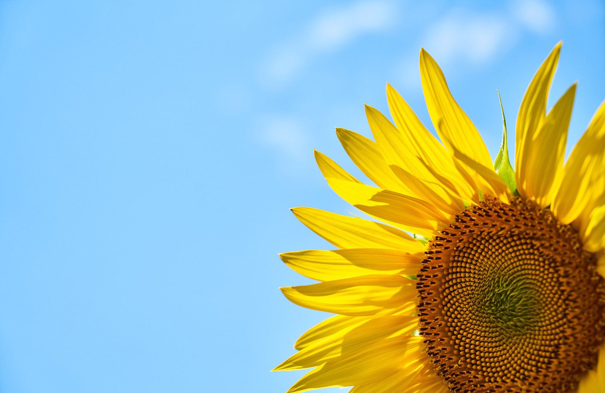 Close up of yellow sunflower with blue sky in background