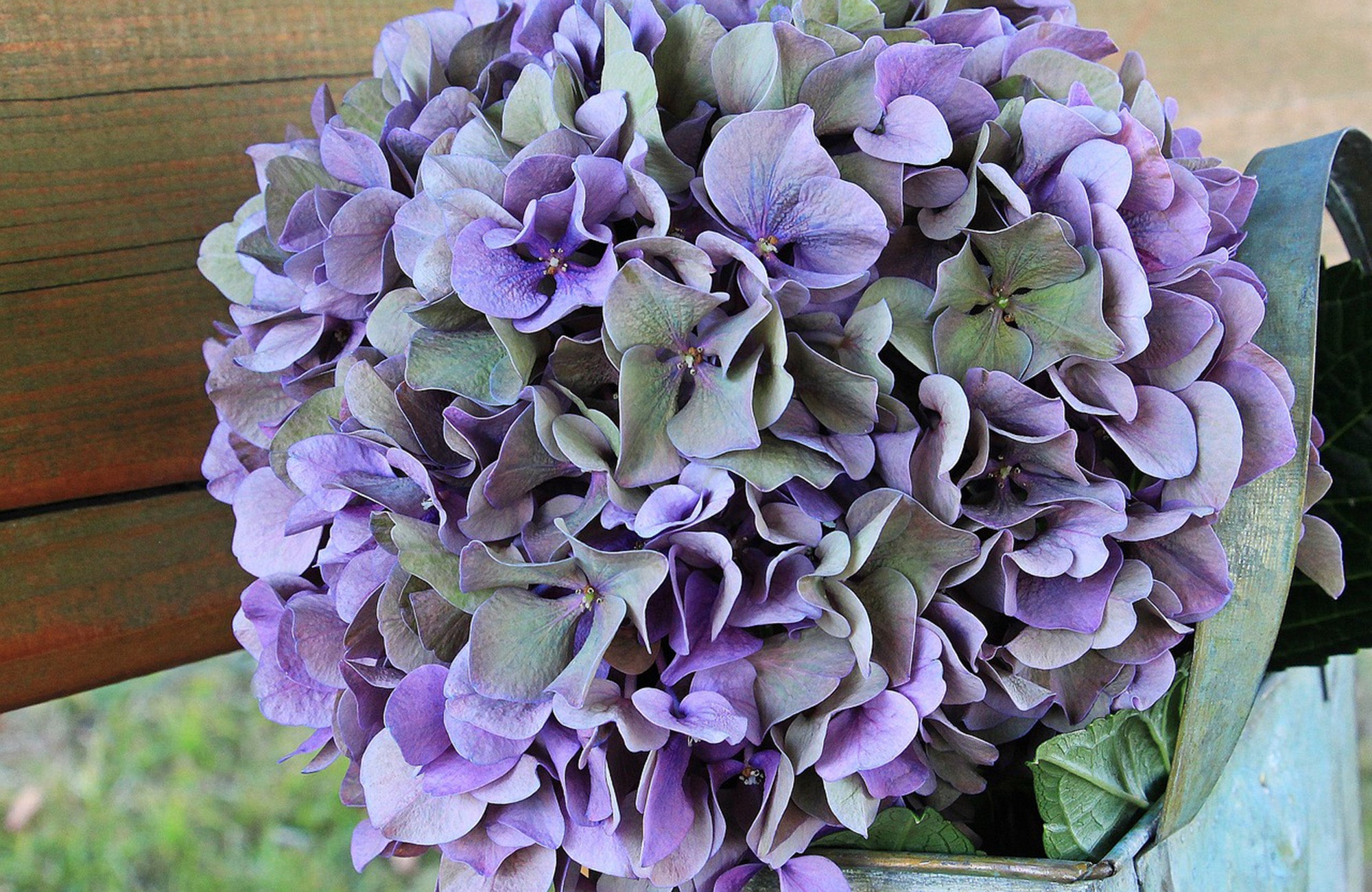 Close up of bunch of purple hued Hydrangea flowers