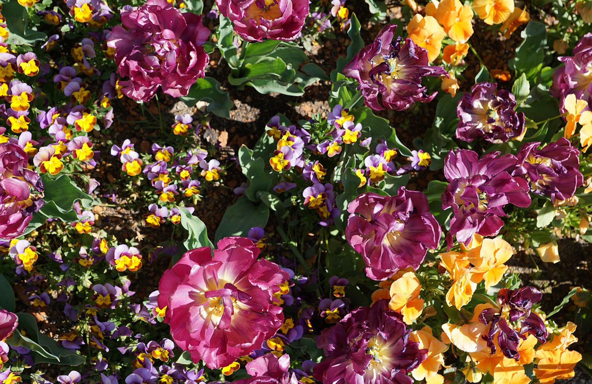 Multicoloured Peony Rose Flowers