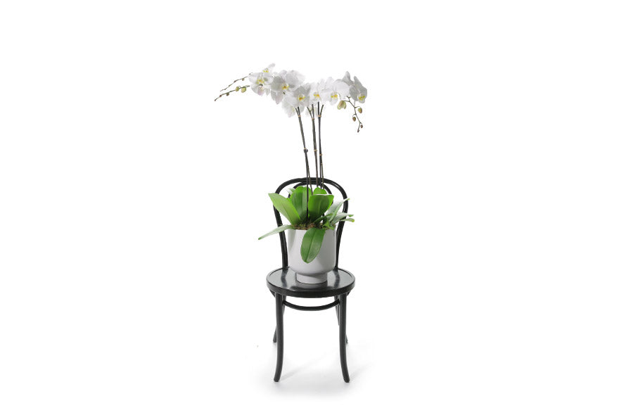 Orchid Flower Design on white background on black chair