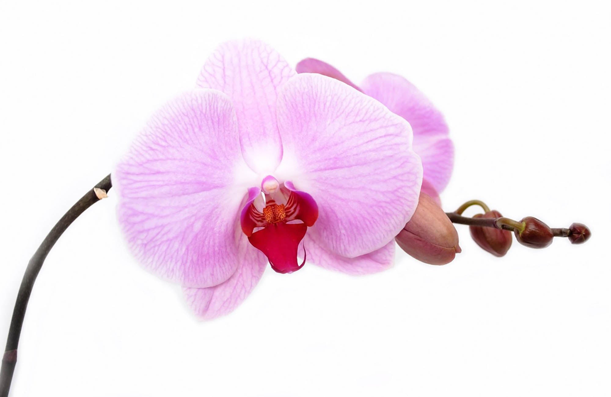 Orchid flower on stem in purple colour