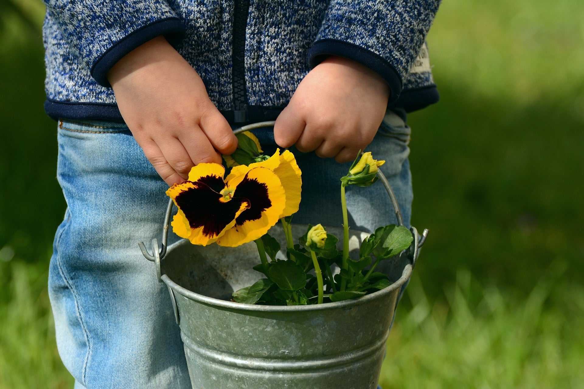 Boy holding silver bucket of yellow pansies