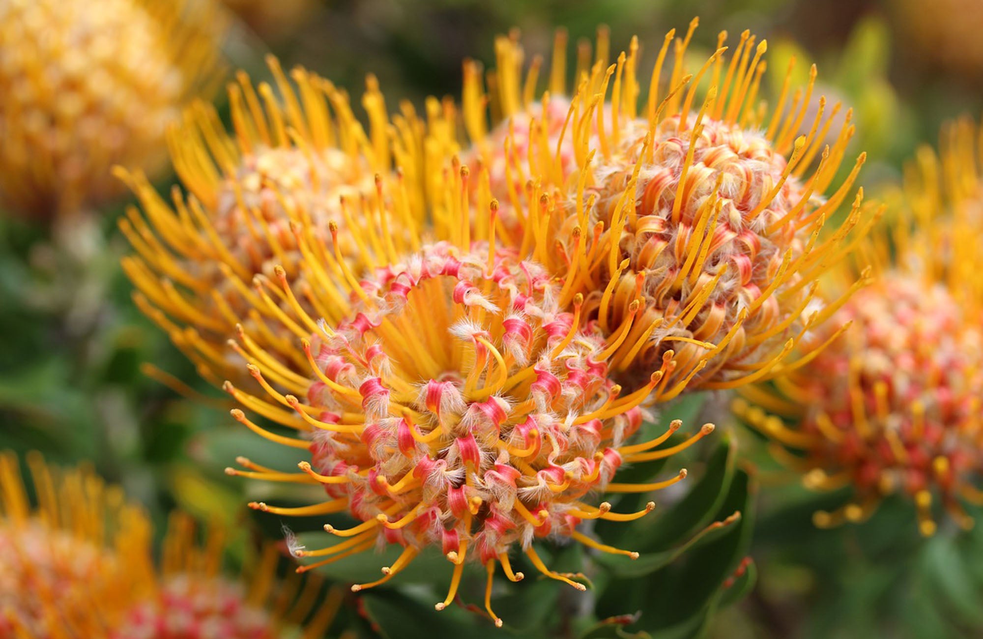 Grouping of Golden Pincushion Flowers