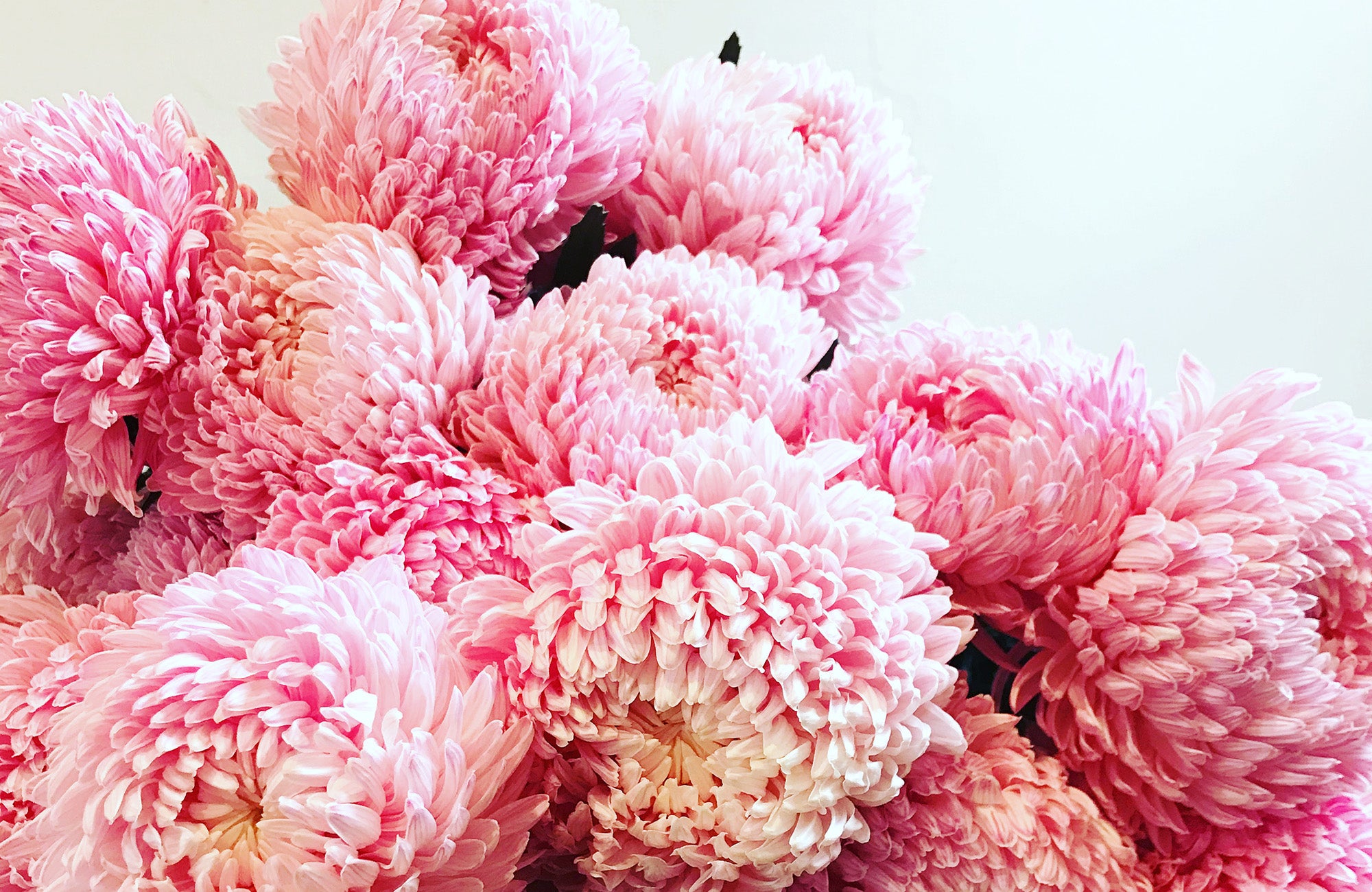 Pink Disbud Flowers in a Melbourne Florist