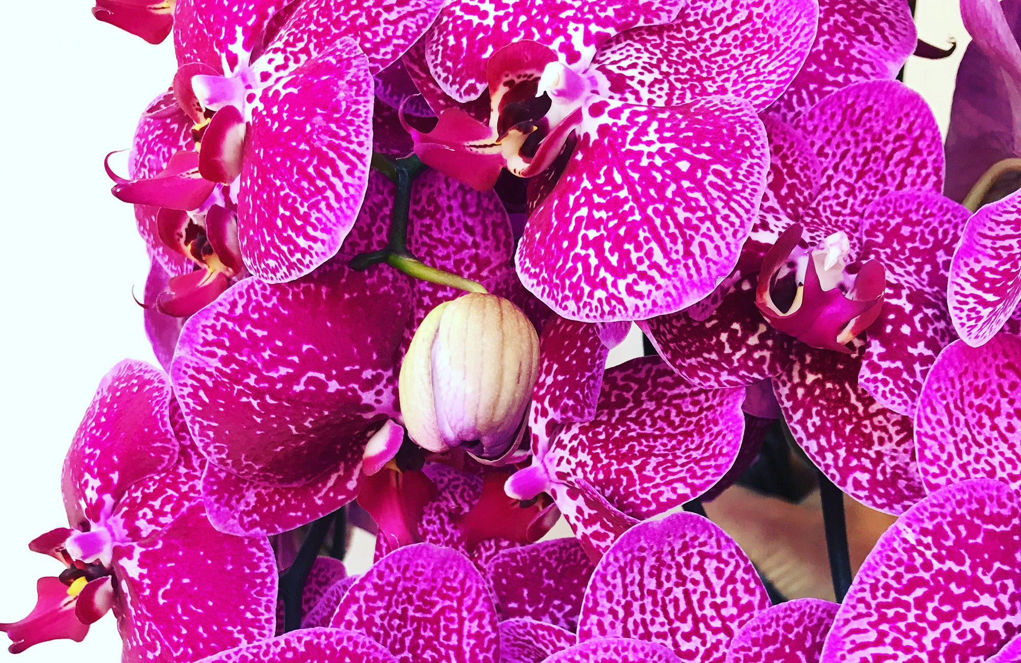 Pink orchid flowers in a Melbourne Florist ready for Delivery 