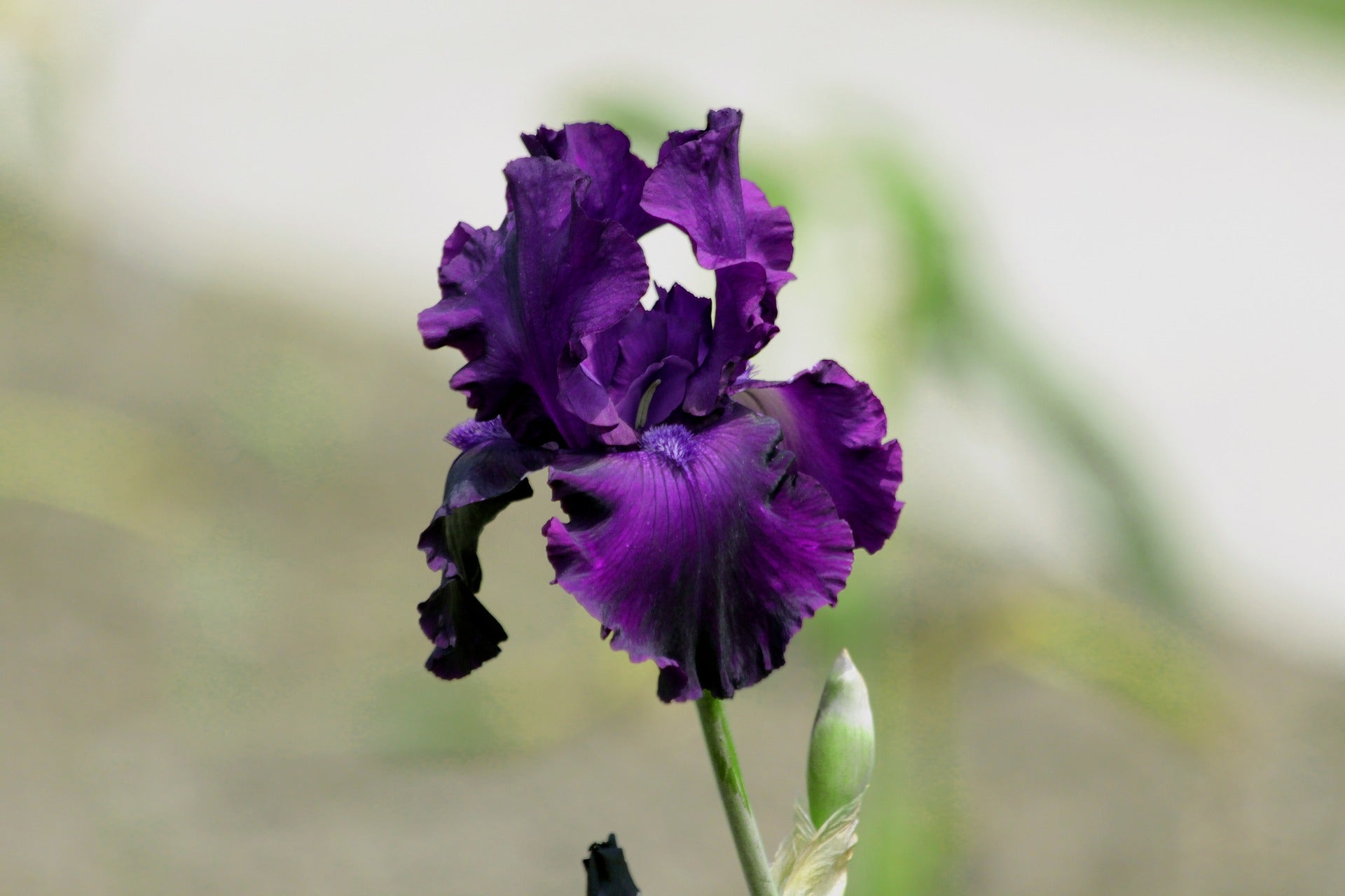 Purple Iris Qixi Flowers